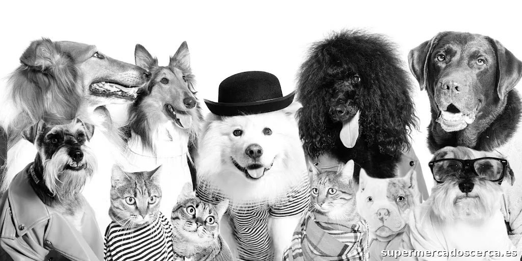 Garras Y Patas Peluquería Canina Y Tienda