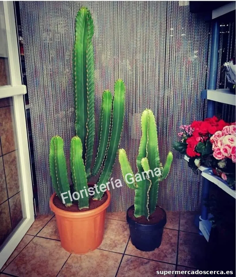 Floristeria Perséfone