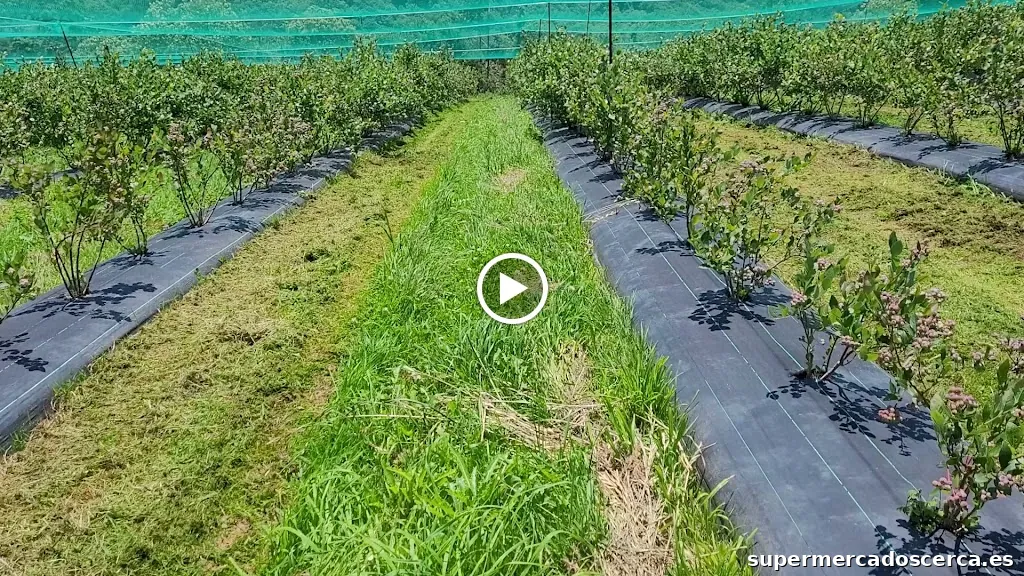 Arándanos El Campón