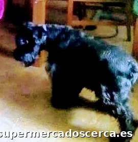 Cafetería GALILEO Panadería Benito Vargas e hijos